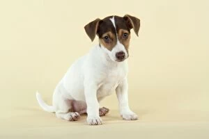 JD-20222 Dog - Jack Russell Terrier puppy