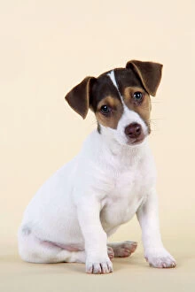 JD-20223-C Dog - Jack Russell Terrier puppy
