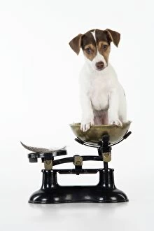 JD-20224 Dog - Jack Russell Terrier puppy on scales with a feather