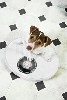 JD-20226-M Dog - Jack Russell Terrier puppy on bathroom scales