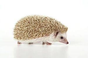 JD-20233 Hedgehog - blonde