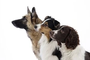 JD-20241 Australian Shepherd Dog / German Shepherd Dog / English Springer Spaniel Dog