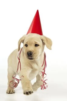 JD-20283-M Dog. 8 week old labrador puppy in party hat and streamers