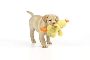 JD-20285 Dog. 8 week old labrador puppy holding a teddy duck