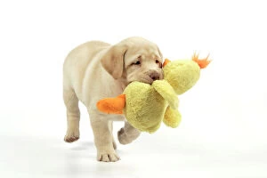 JD-20286 Dog. 8 week old labrador puppy holding a teddy duck