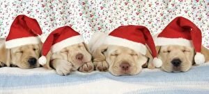 JD-20287-M-C Dog. 8 week old labrador puppies wearing Christmas hats