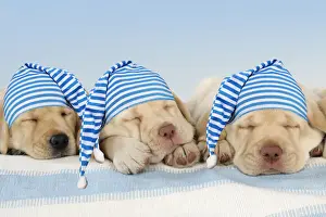 Sleep Prints: JD-20287-M-C1