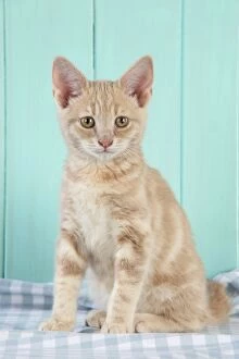 JD-20290-C Cat. Cream Tabby Kitten