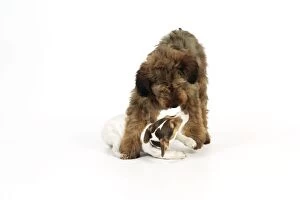 JD-20336 Dog - Puppies playing (Briard and Jack Russell)
