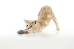 JD-20376 CAT. cream tabby kitten playing with a toy mouse
