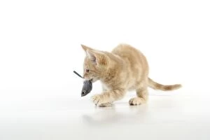 JD-20377 CAT. cream tabby kitten playing with a toy mouse