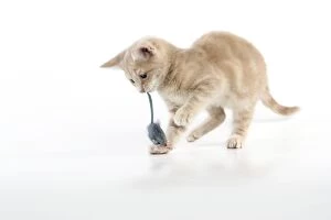 JD-20380 CAT. cream tabby kitten playing with a toy mouse