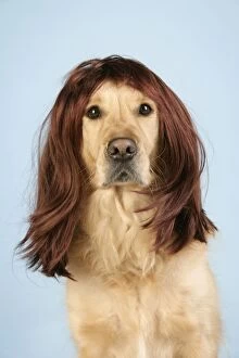 JD-20385 Dog. Golden Retriever wearing wig