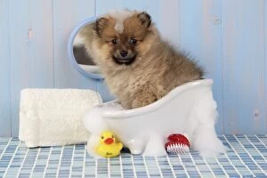 JD-20392 Dog. Pomeranian puppy in bath (10 weeks old)