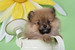 JD-20395 Dog. Pomeranian puppy sitting in watering can (10 weeks old)