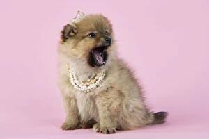 JD-20397 Dog. Pomeranian puppy (10 weeks old) wearing tiara