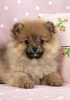 JD-20406-C Dog. Pomeranian puppy (10 weeks old) with pink suitcase