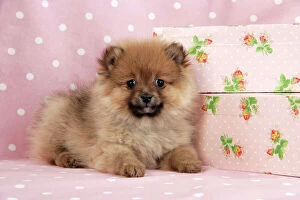 JD-20406 Dog. Pomeranian puppy (10 weeks old) with pink suitcase