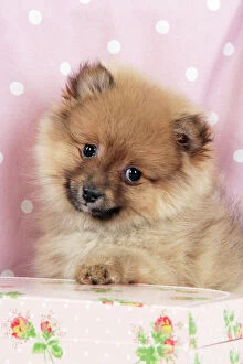 JD-20408 Dog. Pomeranian puppy (10 weeks old) with pink suitcase