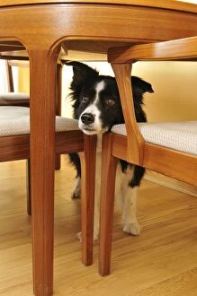 JD-20444 Dog. Older dog trapped behind furniture