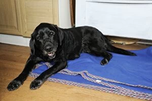 JD-20460 Dog. Older dog awake at night lying on rug