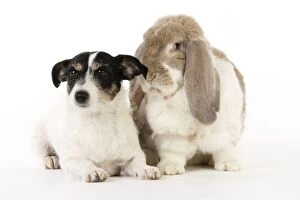 JD-20464 Dog and Rabbit. Giant French lop rabbit with Jack Russell