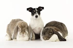 JD-20467 Dog and Rabbit. Giant French lop rabbits with Jack Russell