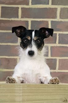 JD-20469 Dog. Jack Russell looking over wooden barrier