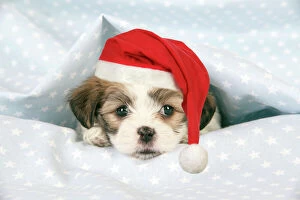 JD-20473-M Dog. Teddy bear puppy under blanket with Christmas hat