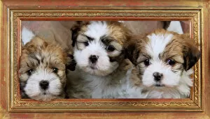 JD-20513-C Dog. Teddy bear puppies in picture frame