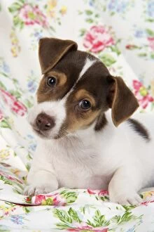JD-20559 Dog. Jack Russell puppy (8 weeks old)