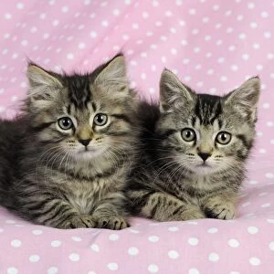JD-20578-C Cat. Kittens (7 weeks old) on pink background