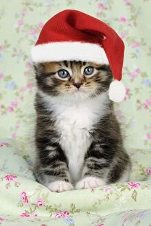JD-20601-C-M Cat. Kitten (7 weeks old) wearing Christmas hat