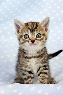 JD-20602 Cat. Tabby Kitten (6 weeks old) on star background