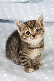 JD-20603-C Cat. Tabby Kitten (6 weeks old) on star background