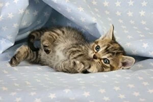 JD-20606 Cat. Tabby Kitten (6 weeks old) on star background