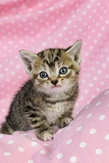 JD-20611 Cat. Kitten (6 weeks old) on pink background
