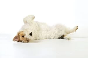 JD-20619 Dog. Wire Fox Terrier lying on back