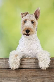 JD-20623 Dog. Wire Fox Terrier looking over wooden fence
