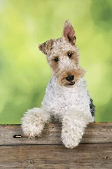 JD-20624 Dog. Wire Fox Terrier looking over wooden fence