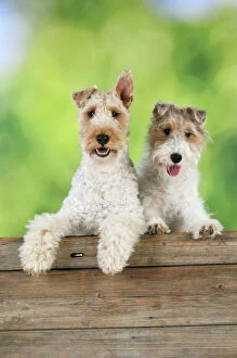 JD-20626 Dog. Wire Fox Terriers looking over wooden fence