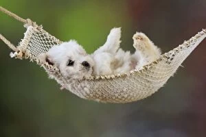 JD-20638 Dog. White teddy bear puppy in a hammock
