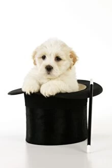 JD-20643 Dog. White teddy bear puppy sitting in a top hat with a magic wand