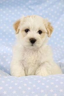 JD-20652 Dog. White teddy bear puppy