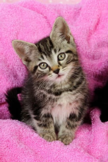 JD-20678 Cat. Kitten on pink towel