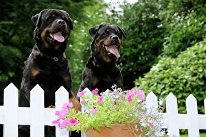 JD-20718 Dog - Rottweilers looking over fence