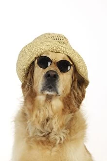 JD-20755 Dog. Golden Retriever wearing sunglasses and hat