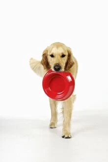 JD-20778 Golden Retriever Dog - holding a bowl
