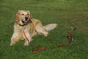 JD-20780 Golden Retriever Dog - tied to stake in ground