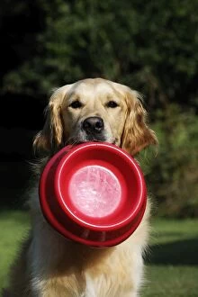 JD-20782 Golden Retriever Dog - holding bowl outside